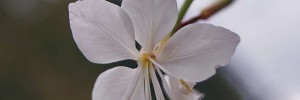 Gaura Erica