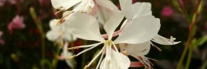 Tried & True Gaura Belleza Erica