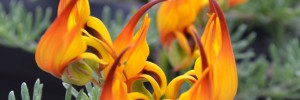 Tried & True Lotus Vine Gold Flash
