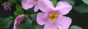 Tried & True Bacopa Grape Shake