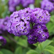 Tried & True Heliotrope Satchet