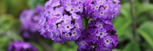 Tried & True Heliotrope Satchet