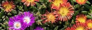 Ice Plant