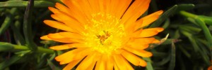 Tried & True Ice Plant Orange