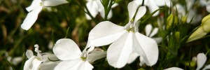 Tried & True Lobelia Crystal Waterfall