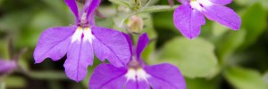 lobelia-lavender-waterfall