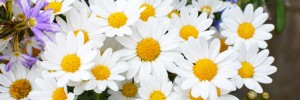 Tried & True Argyranthemum Lovey Dove