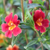 Tried & True Mimulus Grenadine