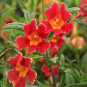 Tried & True Mimulus Grenadine
