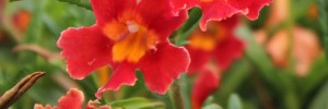 Tried & True Mimulus Grenadine
