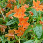 Tried & True Mimulus Tropicana