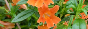 Tried & True Mimulus Tropicana