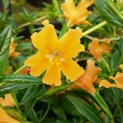 Tried & True Mimulus Tropicana