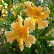 Tried & True Mimulus Tropicana