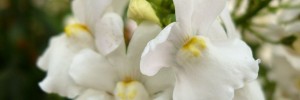 Tried & True Nemesia Innocence