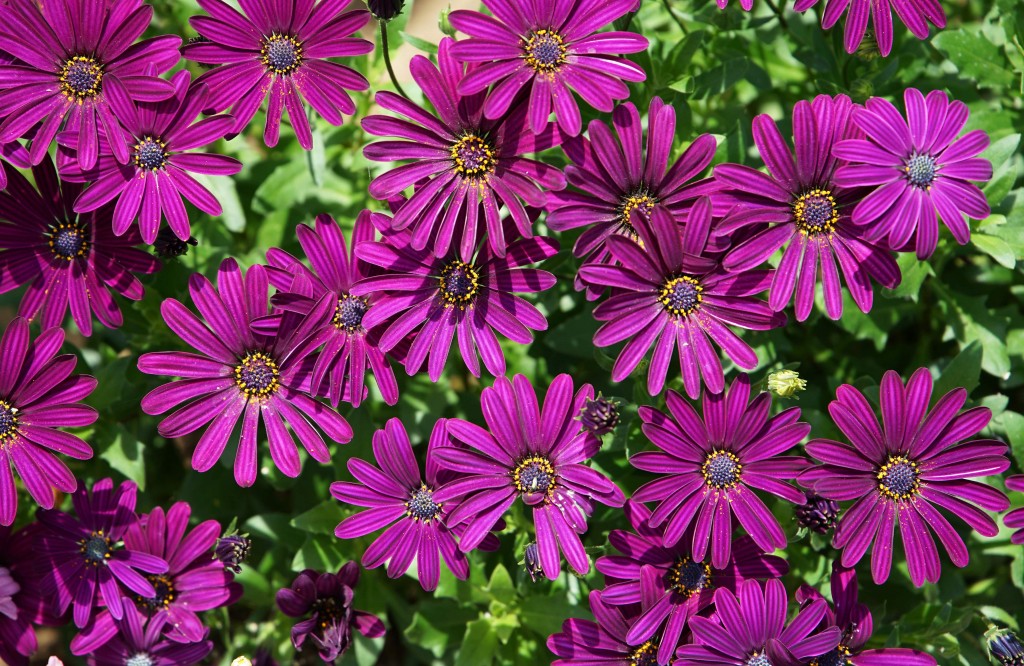 Osteospermum Web Photo