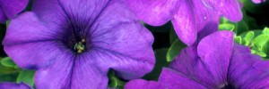 Tried & True Petunia SunPassion Deep Blue