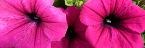 Tried & True Petunia SunPassion Purple