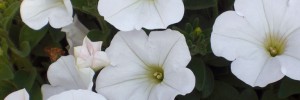 Tried & True Petunia SunPassion White
