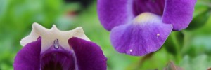 Tried & True Torenia Purple Dream