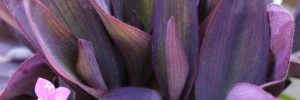 Tried & True Setcreasea Purple Heart