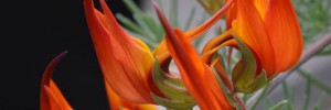 Tried & True Lotus Vine Red Flash