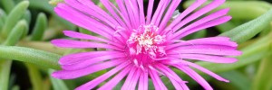 Tried & True Ice Plant Rose