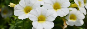 Tried & True Calibrachoa Sweet Bells Snowberry