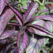 Tried & True Strobilanthes Purple Passion