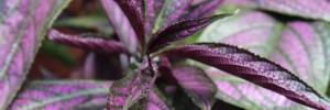 Tried & True Strobilanthes Purple Passion