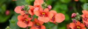 Tried & True Diascia Sunrise