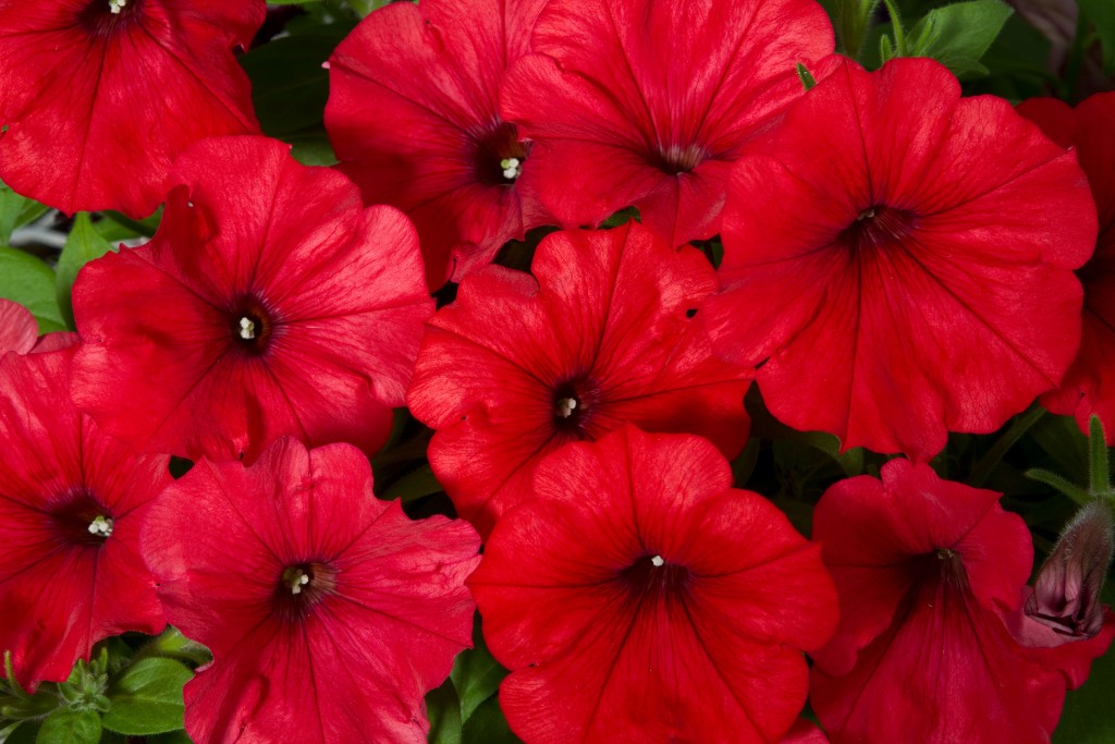 T&T Petunia SunPassion Red