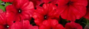 T&T Petunia SunPassion Red