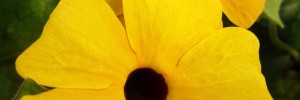 Tried & True Thunbergia Apricot