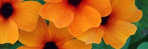 Tried & True Thunbergia Red-Orange