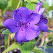 Tried & True Tibouchina Latin Princess