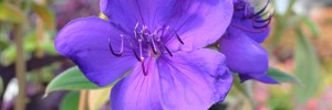 Tried & True Tibouchina Latin Princess