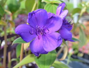 Tried & True Tibouchina Latin Princess