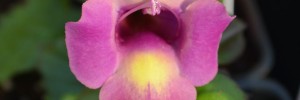 Tried & True Torenia Magenta Dreams