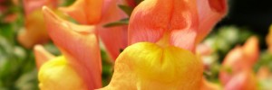 Tried & True Trailing Snapdragon Fruit Salad Mango