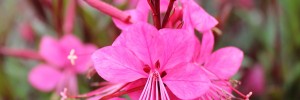 Tried & True Gaura Belleza Cynthia