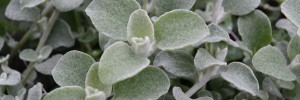 Tried & True Helichrysum Azure Sunset