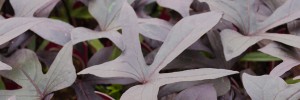 Tried & True Ipomoea Chocolate