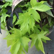 Tried & True Ipomoea Patio Lime