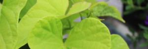 Tried & True Ipomoea Patio Lime
