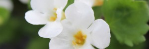 Tried & True Bacopa Vanilla Shake