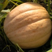 Tried & True Dill's Atlantic Giant Pumpkin