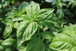 Tried & True Genovese Italian Basil