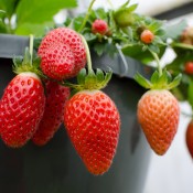 Tried & True Strawberry