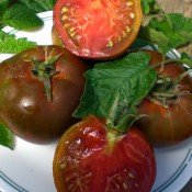 Tried & True Black Prince Heirloom Tomato